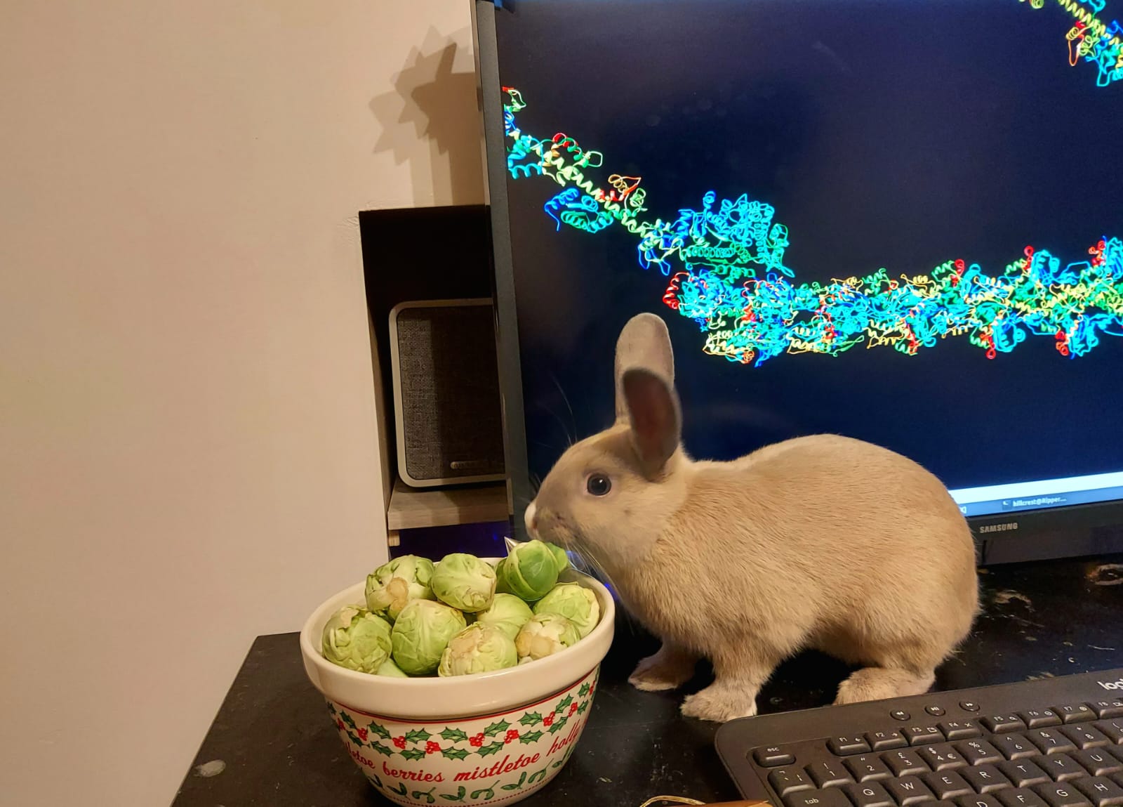 A baby grey rabbit sits infront of a bowl of brussel sprouts on a desk whilst a model of the motor protein myosin is shown on a computer screen behind it.