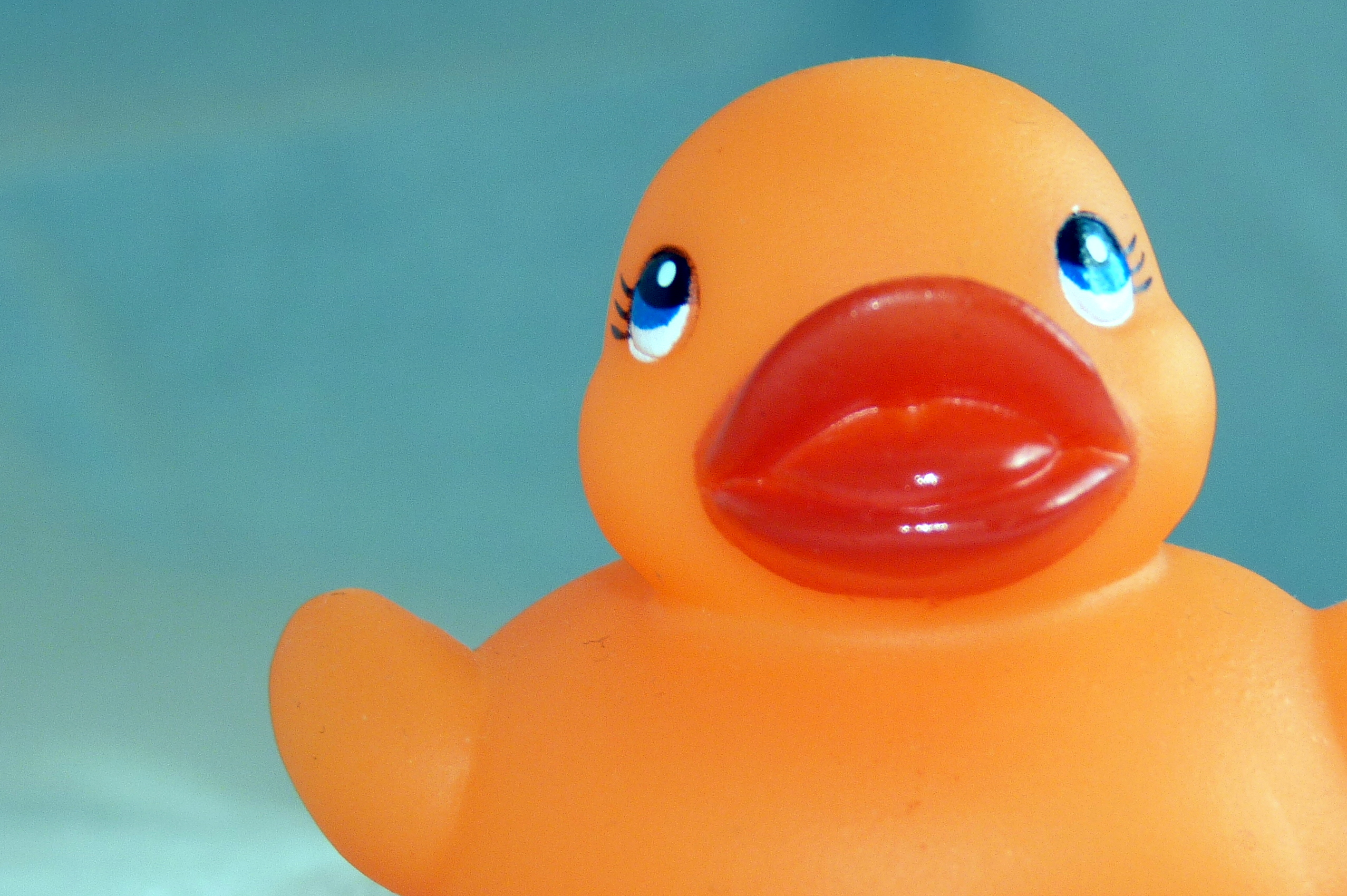 rubber duck
